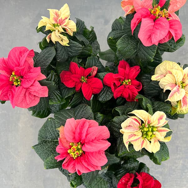 ポインセチア：ウィンターローズ3色ミックス植え4号鉢植え