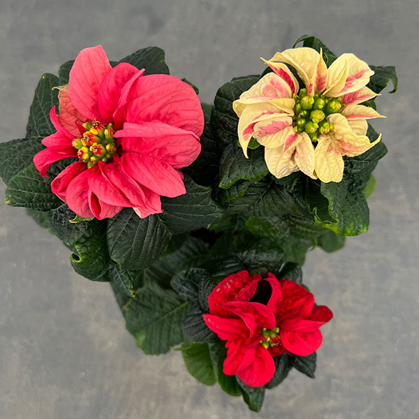 ポインセチア：ウィンターローズ3色ミックス植え4号鉢植え