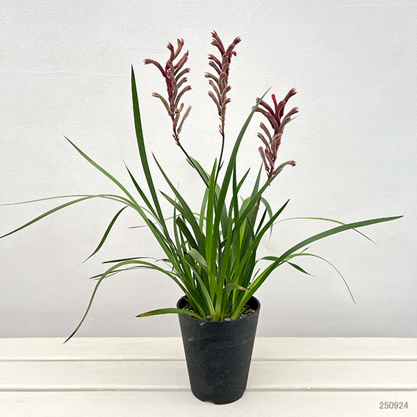 カンガルーポー（アゴニスサントス）レッド系　4号鉢植え