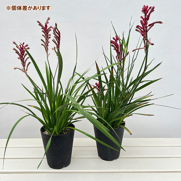 カンガルーポー（アゴニスサントス）レッド系　4号鉢植え
