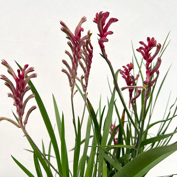 カンガルーポー（アゴニスサントス）レッド系　4号鉢植え
