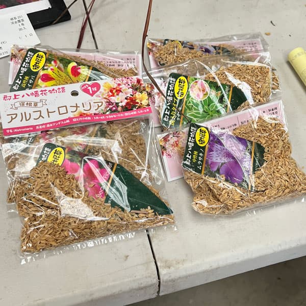 アルストロメリア:レッドスター裸苗袋詰め