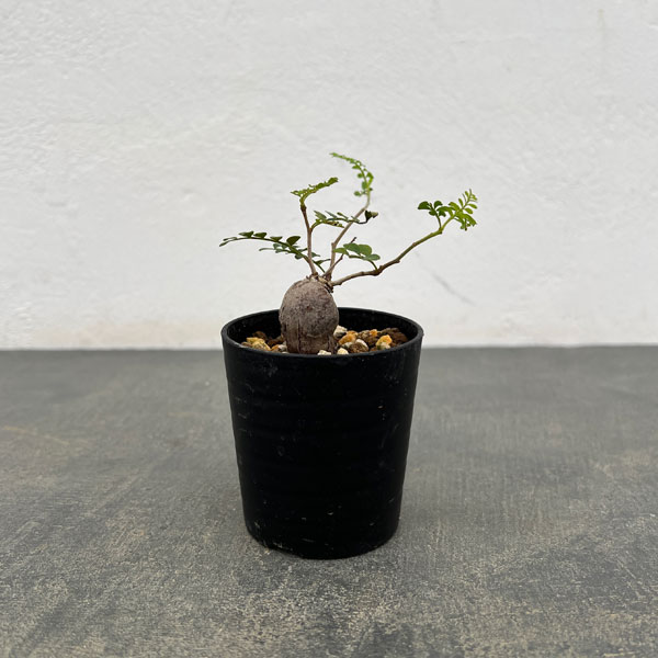 オペルクリカリア:パキプス(根挿し株)SSサイズ 2.5号鉢植え