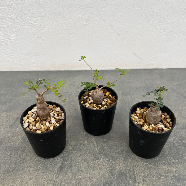 オペルクリカリア:パキプス(根挿し株)SSサイズ 2.5号鉢植え