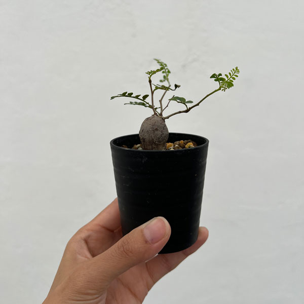 オペルクリカリア:パキプス(根挿し株)SSサイズ 2.5号鉢植え
