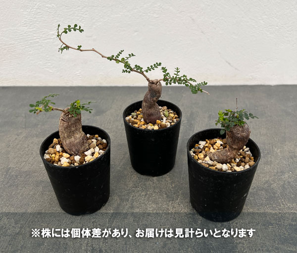 オペルクリカリア：パキプス（根挿し株）Sサイズ 2.5号鉢植え の