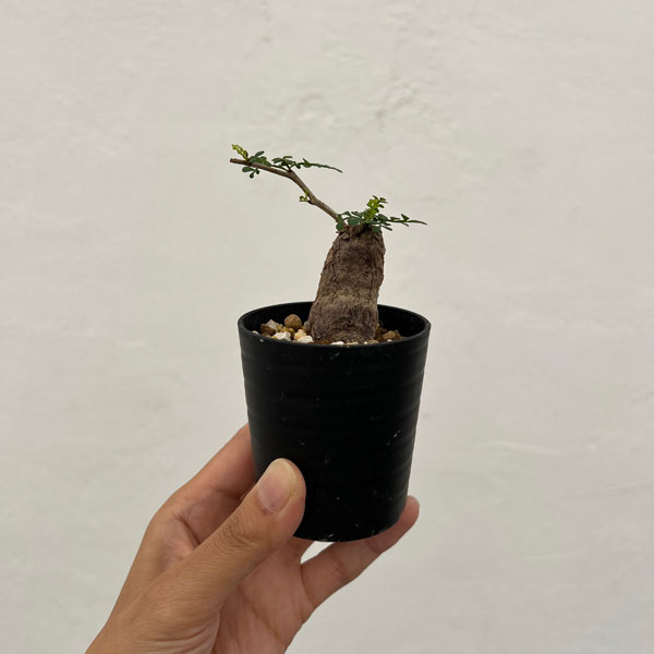 オペルクリカリア:パキプス(根挿し株)Sサイズ 2.5号鉢植え