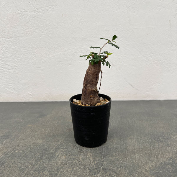 オペルクリカリア:パキプス(根挿し株)Mサイズ 2.5号鉢植え