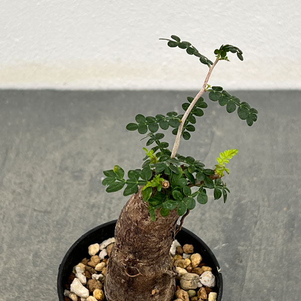 オペルクリカリア　パキプス　根さし　② オペルクリカリア：パキプス（根挿し株）Mサイズ 2.5号鉢植え の