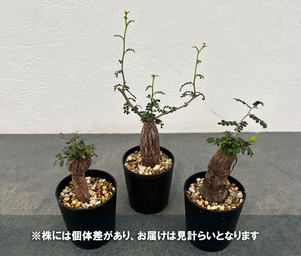 オペルクリカリア:パキプス(根挿し株)Mサイズ 2.5号鉢植え
