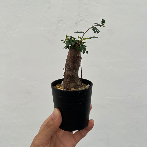 オペルクリカリア:パキプス(根挿し株)Mサイズ 2.5号鉢植え