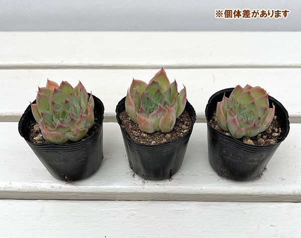 エケベリア:サンタバーバラ 2号ポット