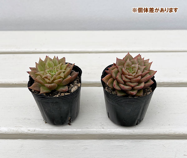 エケベリア:テスラ 2号ポット