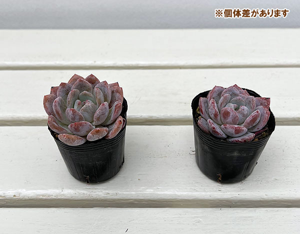 エケベリア:ソンヨウン 2号ポット