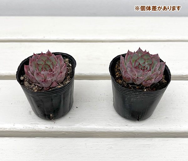 エケベリア:ハリス 2号ポット