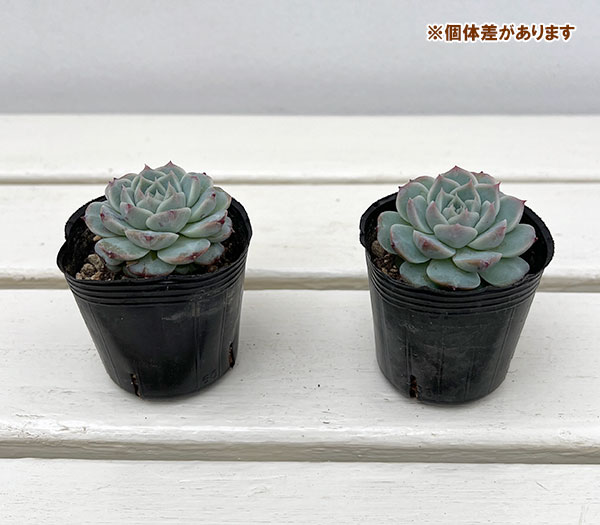 エケベリア:レッドベルベット 2号ポット