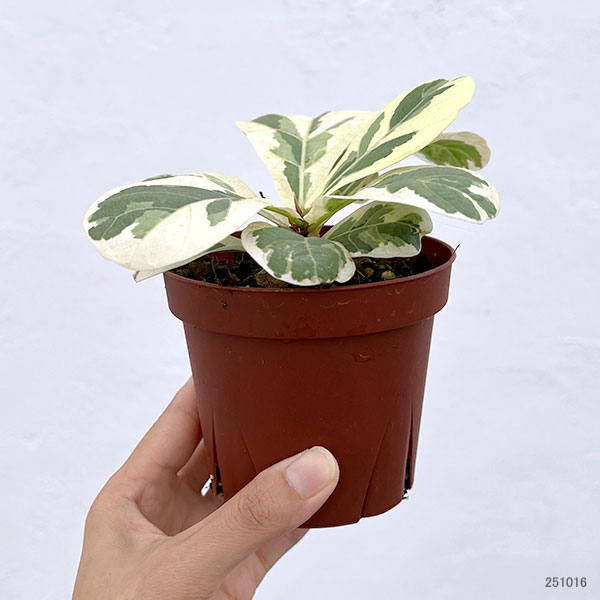カシワバゴム(フィカスリラータ):イボンヌ3.5号ポット