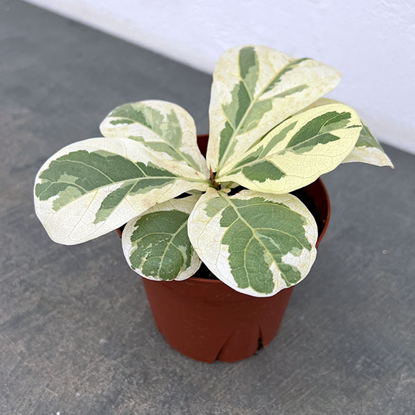 カシワバゴム(フィカスリラータ):イボンヌ3.5号ポット