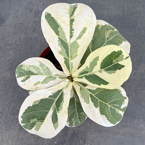 カシワバゴム(フィカスリラータ):イボンヌ3.5号ポット