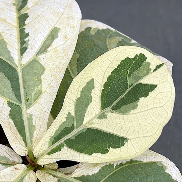 カシワバゴム(フィカスリラータ):イボンヌ3.5号ポット