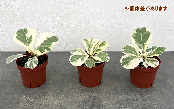 カシワバゴム(フィカスリラータ):イボンヌ3.5号ポット