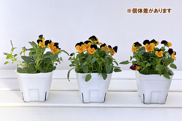 ビオラ:ももか ほおずき3-3.5号ポット