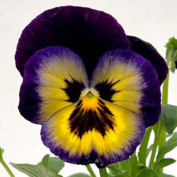 パンジー:マトリックス ミッドナイトグロー3-3.5号ポット