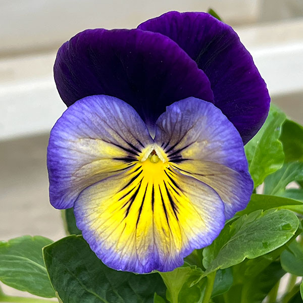 パンジー:マトリックス ミッドナイトグロー3-3.5号ポット