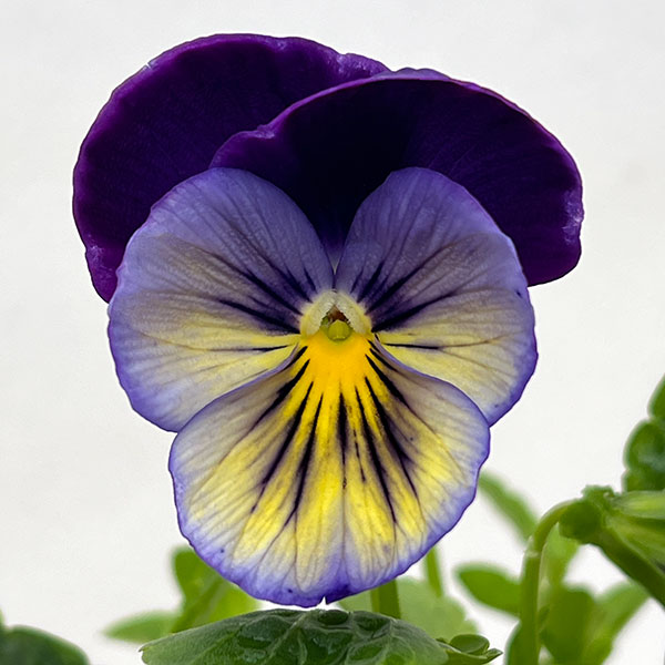 パンジー:マトリックス ミッドナイトグロー3-3.5号ポット