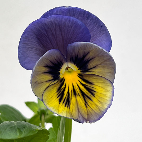 パンジー:マトリックス ミッドナイトグロー3-3.5号ポット