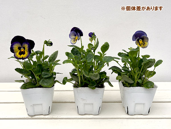 パンジー:マトリックス ミッドナイトグロー3-3.5号ポット
