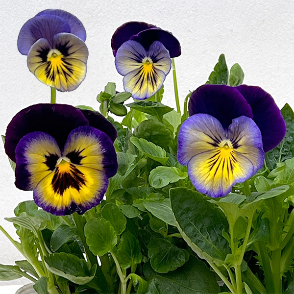 パンジー:マトリックス ミッドナイトグロー3-3.5号ポット