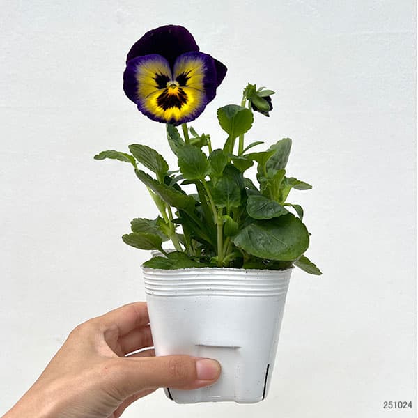 パンジー:マトリックス ミッドナイトグロー3-3.5号ポット
