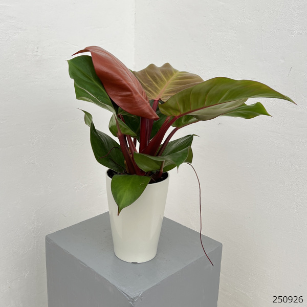 フィロデンドロン:チェリーレッド 4号鉢植え