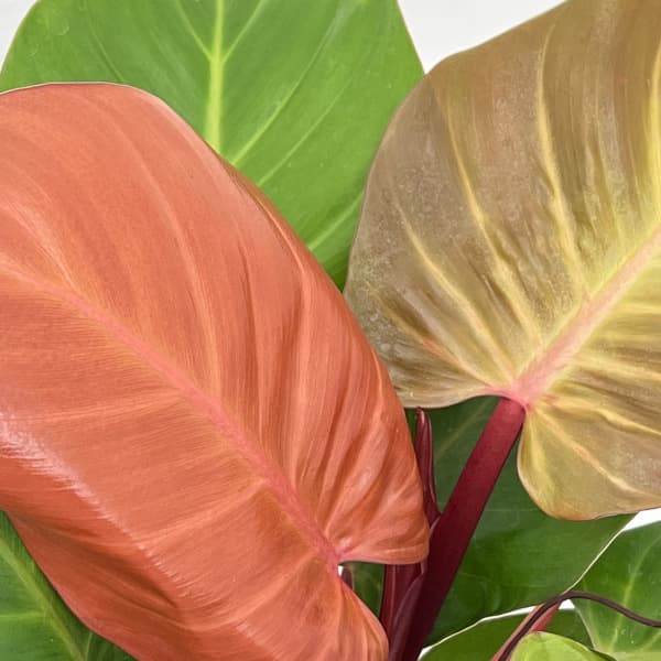 フィロデンドロン:チェリーレッド 4号鉢植え