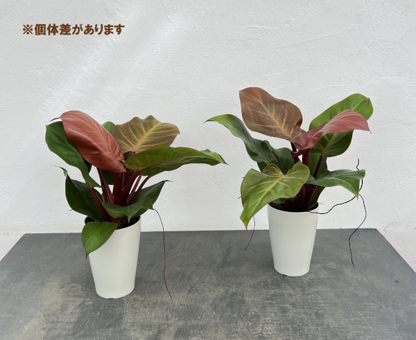 フィロデンドロン:チェリーレッド 4号鉢植え