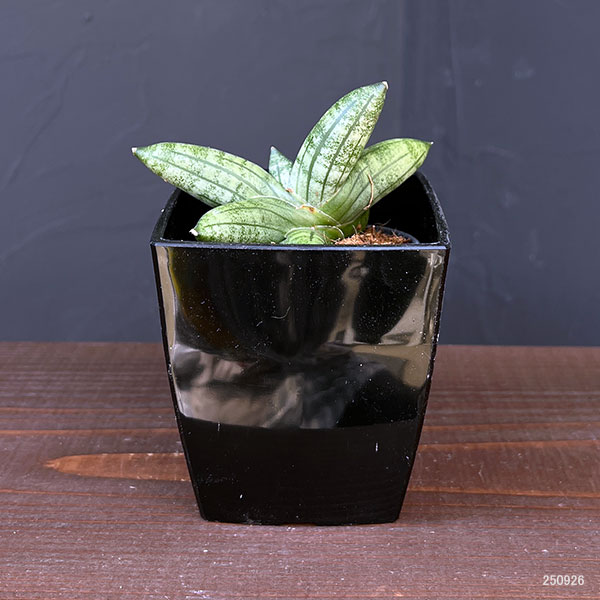サンセベリア:マニー 3.5号鉢植え