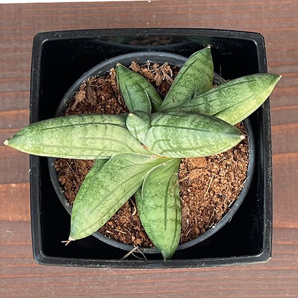 サンセベリア:マニー 3.5号鉢植え