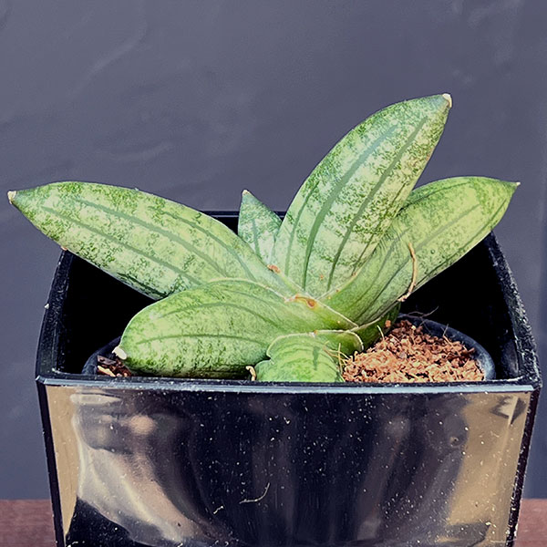 サンセベリア:マニー 3.5号鉢植え