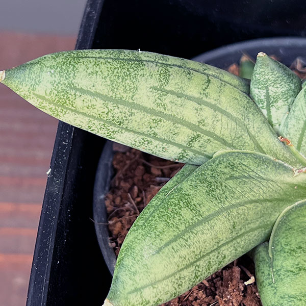 サンセベリア:マニー 3.5号鉢植え