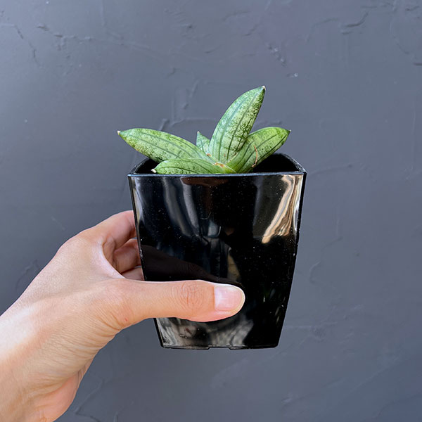 サンセベリア:マニー 3.5号鉢植え
