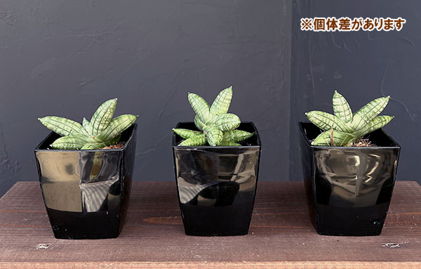 サンセベリア:マニー 3.5号鉢植え