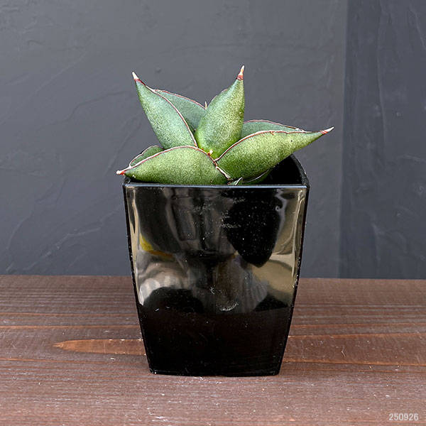 サンスベリア:オペラハウス 3.5号鉢植え*