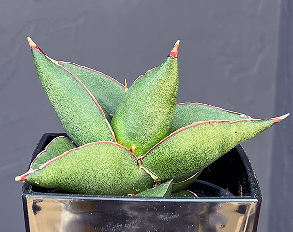 サンスベリア:オペラハウス 3.5号鉢植え*