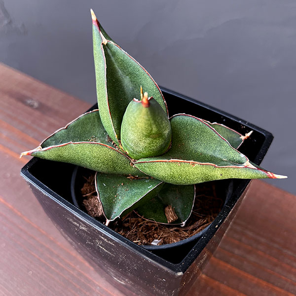 サンスベリア:オペラハウス 3.5号鉢植え*