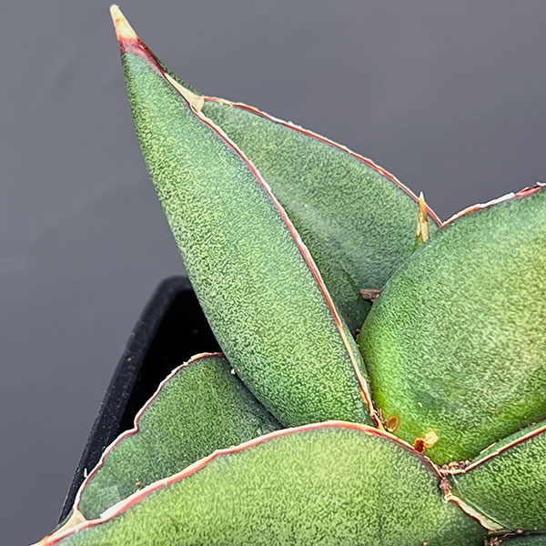 サンスベリア:オペラハウス 3.5号鉢植え*
