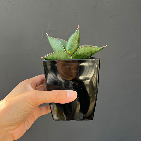 サンスベリア:オペラハウス 3.5号鉢植え*