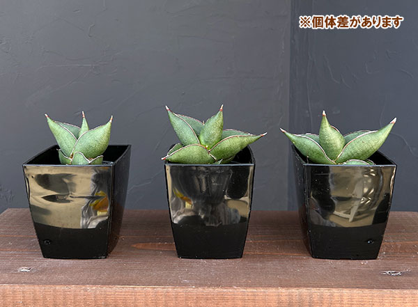 サンスベリア:オペラハウス 3.5号鉢植え*