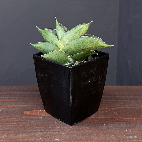 サンスベリア:ビルバオ 3.5号鉢植え*