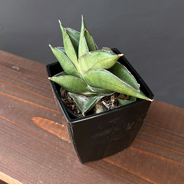 サンスベリア:ビルバオ 3.5号鉢植え*